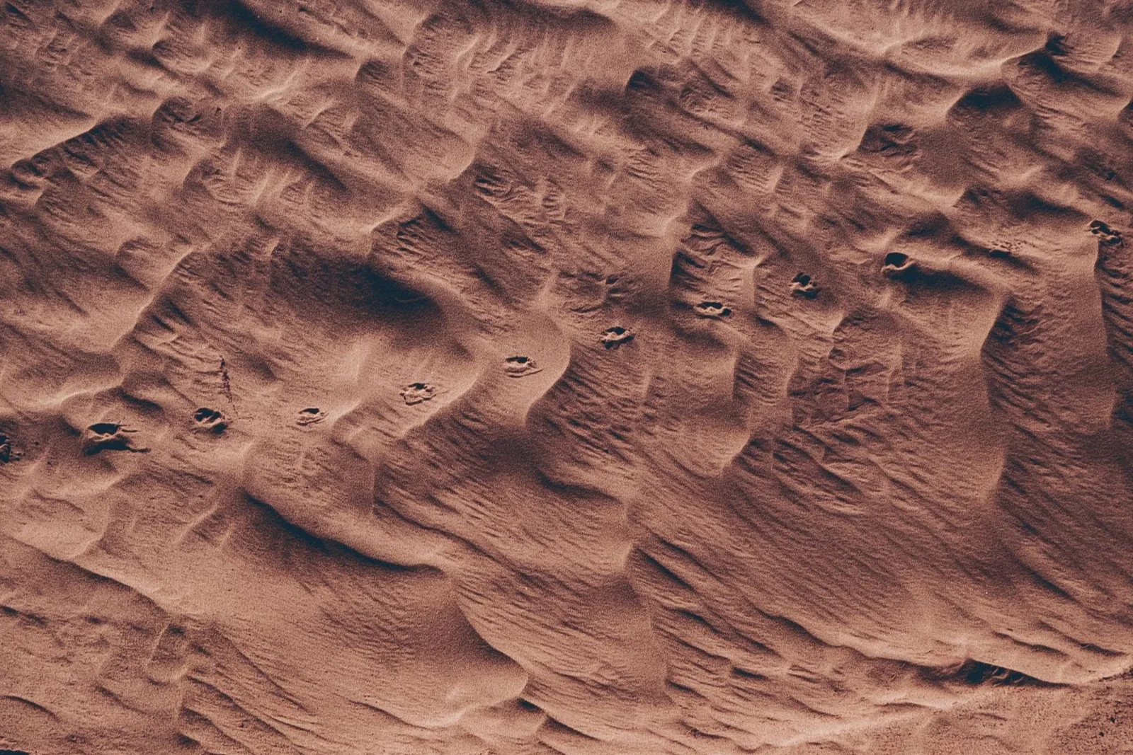 Footprints crossing wind-shaped sand in soft side light